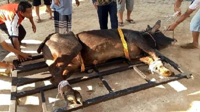 Inovatif! Warga Ciptakan Alat Perebah Sapi, Proses Penyembelihan Hewan Kurban Lebih Praktis dan Mudah