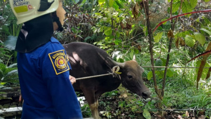 Momen Sapi Kurban Ngamuk Saat Akan Disembelih di Bandung, Lari ke Pemakaman Umum, Petugas Damkar Turun Tangan