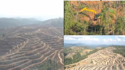 WALHI Sumbar Kutuk Keras Pembabatan Hutan Seluas 700 Hektare Menggunakan 5 Unit Alat Berat Jenis Excavator