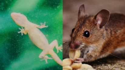 Hukum Air Kejatuhan Kotoran Cicak atau Tikus, Boleh Dipakai Wudhu? Kata Ustaz Riffi Hamdani Ternyata...