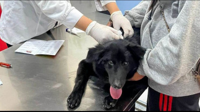 Siaga Rabies, Banyuwangi Siapkan 2500 Dosis Vaksin