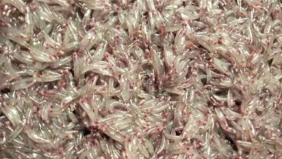 Nelayan Mukomuko Panen Ikan Mungkus, Tapi Harganya Anjlok 