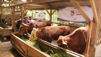 BPKH Salurkan 1000 Ekor Sapi dan 1000 Ekor Kambing ke Seluruh Indonesia