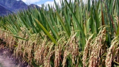 BPS Catat Potensi Produksi Beras Jambi Selama 4 Bulan Capai 45.190 Ton