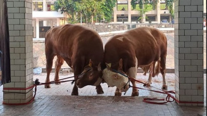Begini Suasana Pemotongan Hewan Kurban Idul Adha 1444 H di Masjid Istiqlal