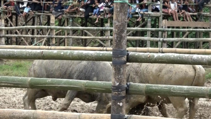 Miris! Oknum Anggota DPRD Tana Toraja Diduga Bekingi Judi Adu Kerbau, Polisi Gercep Lakukan Penyelidikan