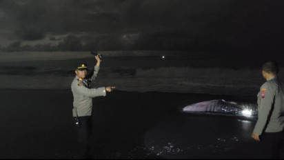 Hiu Paus Tutul Sepanjang 6 Meter Ditemukan Mati Terdampar di Pesisir Pantai Selatan Lumajang