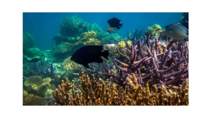 Bingung Mau Liburan Kemana, Yuk ke Karimun Jawa