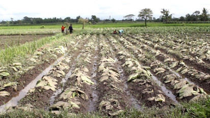 Lebih dari 50 Hektare Lahan Tembakau Rusak Akibat Terendam Air Hujan, APTI : Potensi Kerugian Capai 1,25 Miliar