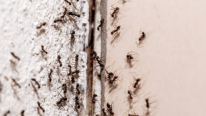 Awas Jangan Sembarangan Bunuh Semut, Ini 7 Tanda Mengapa di Rumahmu Banyak Semut Menurut Primbon Jawa, Tak Disangka itu karena...