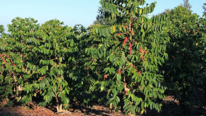 Kopi Robusta Sidikalang Asal Sumatera Utara Mengalami Kenaikan Harga