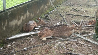 Puluhan Rusa Mati di Taman Wilayah BUMN Banyuasin, Diduga Digigit Anjing Liar