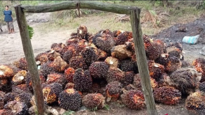 Kabar Gembira! Harga CPO di Jambi naik Rp 288 per kilogram