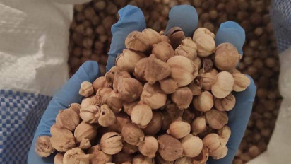 Ekspor Kapulaga Asal Sumut ke China dan Thailand Meningkat Signifikan