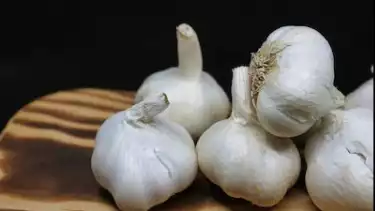 ilustrasi bawang putih