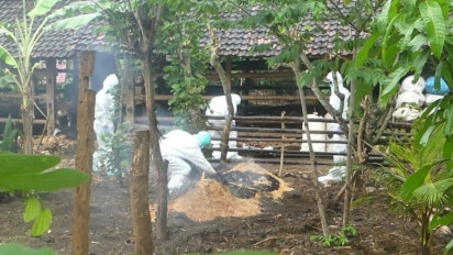 Kasus Antraks di Gunung Kidul, Begini Penularan Hingga Ciri Hewan Terjangkit Antraks