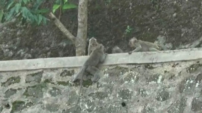 Musim Kemarau Petani di Gunungkidul Antisipasi Serangan Kera Ekor Panjang