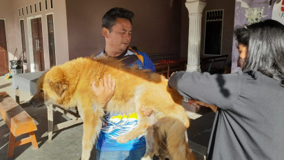 Dinas Pertanian Ketahan Pangan dan Perikanan Dairi Gelar Vaksinasi Rabies kepada Hewan Peliharaan