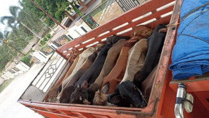 4.7 Ton Daging Kerbau dan 30 Ekor Sapi Asal Pulau Jawa Diamankan Karantina Lampung