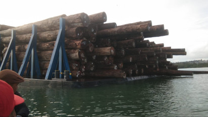 Diduga Menjarah di Tanah Ulayat, Ribuan Kubik Kayu Gelondongan dari Hutan Mentawai Ditahan Warga