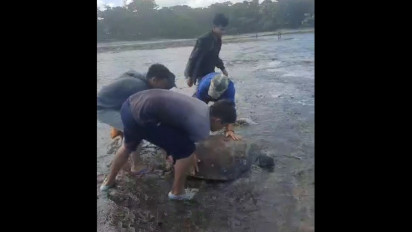 Heboh! Penyu Hijau Berukuran Besar Terdampar di Taman Lesar Pantai Sindangkerta Tasikmalaya