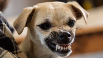 Seorang Anak Digigit Lima Anjing Liar, Ada Luka Cakar hingga Robek