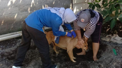 Antisipasi Rabies, Anjing Piaraan di Pinggiran Banyuwangi Divaksin Massal 