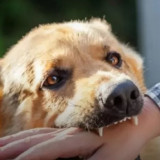 Awas! Lalai Tak Suntik Vaksin Rabies, Pemilik Hewan Bisa Dipidana 5 Tahun Penjara