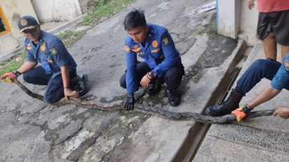 BPBD Bandar Lampung Evakuasi Ular Sanca Sepanjang 3 Meter dari Plafon Rumah Warga 