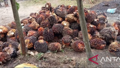 Harga CPO di Jambi Naik Rp38 per Kilogram