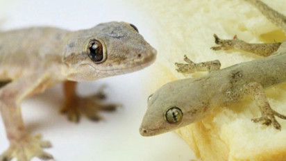 Pandangan Agama Islam, Hindu, dan Kristen soal Cicak, Ada Sedikit Persamaan Soal ini, Ternyata...