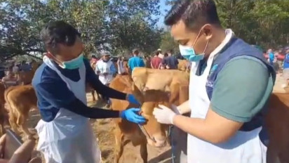 Antisipasi Penyebaran Antraks yang Terjadi di Gunung Kidul dan Pacitan, Petugas Kesehatan Sidak Hewan Sapi di Pasar Hewan Madiun