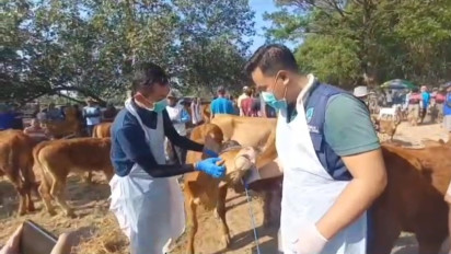 Antisipasi Penyebaran Antraks, Petugas Gabungan Sidak Sapi di Pasar Hewan Madiun
