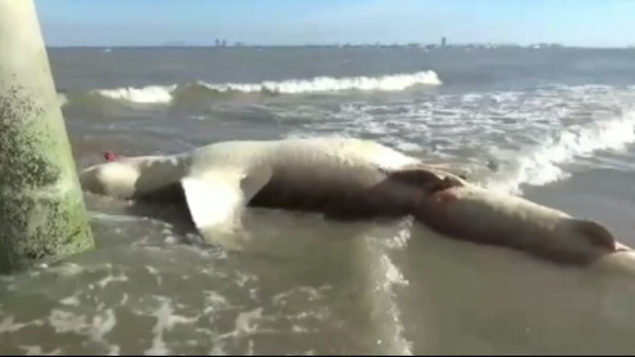 Tiga Hiu Paus Tutul Ditemukan Mati di Selat Madura
            - galeri foto