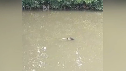 Penemuan Mayat Pria Mengapung di Sungai Gegerkan Warga di Kendari