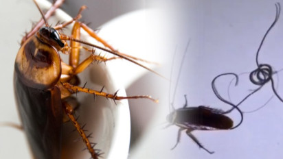 Tak Banyak Diketahui Orang, Ternyata Cacing Kecoa Ada di Sekitar Kita, Ini Dia Bahayanya