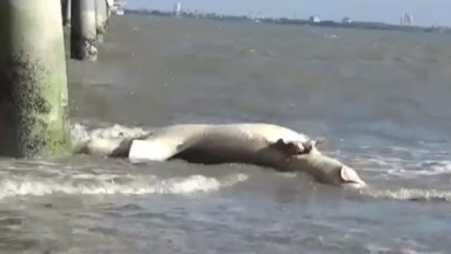 Waspada! Kawanan Hiu Paus Tutul yang Mati di Bawah Jembatan Suramadu Ternyata Mengandung Virus Berbahaya