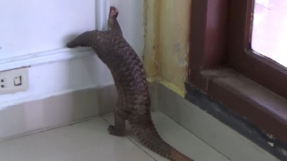 Polres Aceh Barat Daya Berhasil Amankan Seekor Tenggiling saat Melintas di Jalan Tengah Kota Blangpidie