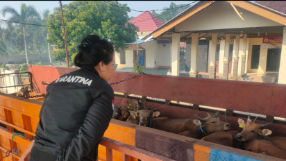 Tak Dilengkapi Dokumen Kesehatan, 31 Ekor Sapi Ditolak Masuk ke Sumatera