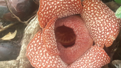 Peristiwa Langka, Bunga Rafflesia Zollingeriana Mekar di Taman Nasional Meru Betiri Banyuwangi