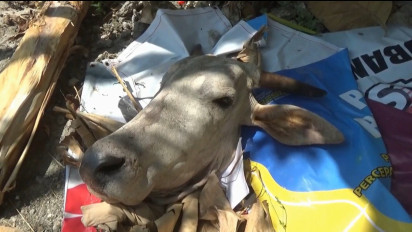 Gempar, Warga di Bukit Tuban Temukan Sapi Termutilasi