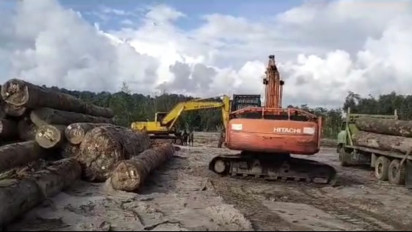 Memiliki Izin yang Sah, PT. BRN Bantah Telah Menjarah Kayu di Hutan Mentawai