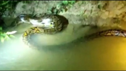 Diduga habis Memangsa, Ular Sanca Puluhan Kilogram Ditemukan Warga Bangkalan di Pinggir Sungai