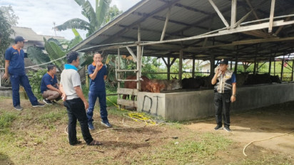 Masuk Secara Ilegal, 51 Ekor Sapi dan Kambing Tanpa Dokumen Diamankan