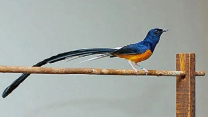 Curi Burung Murai Seharga Jutaan Rupiah, Pelaku Diamuk Massa