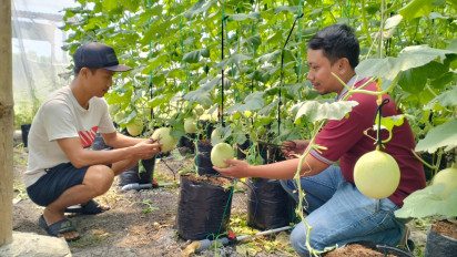 Bangkit dari Pandemi, Petani Gresik Manfaatkan Lahan Desa untuk Budidaya Melon hingga Tanaman Hias