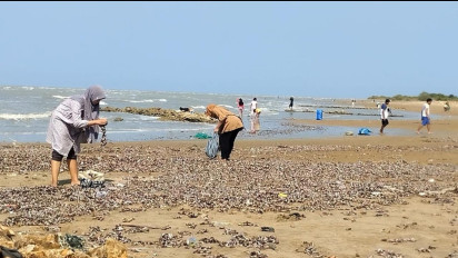 Jadi Rebutan, Ini Penampakan Ribuan Kerang Simping Terdampar di Pesisir Pantai Pamekasan