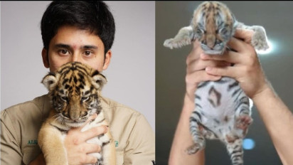 Terungkap! Alshad Ahmad Akui Sudah 7 Harimau Mati Di Tangannya Selain Cenora, Menuai Reaksi Keras Netizen