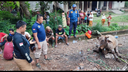 Seekor Sapi Nyemplung ke Sumur, Evakuasi Berlangsung Dramatis