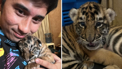 Harimau yang Dipelihara Alshad Ahmad Mati, Reaksi Netizen Parah, Sepupu Raffi Ahmad itu Sampai Dibuatkan Poster Begini